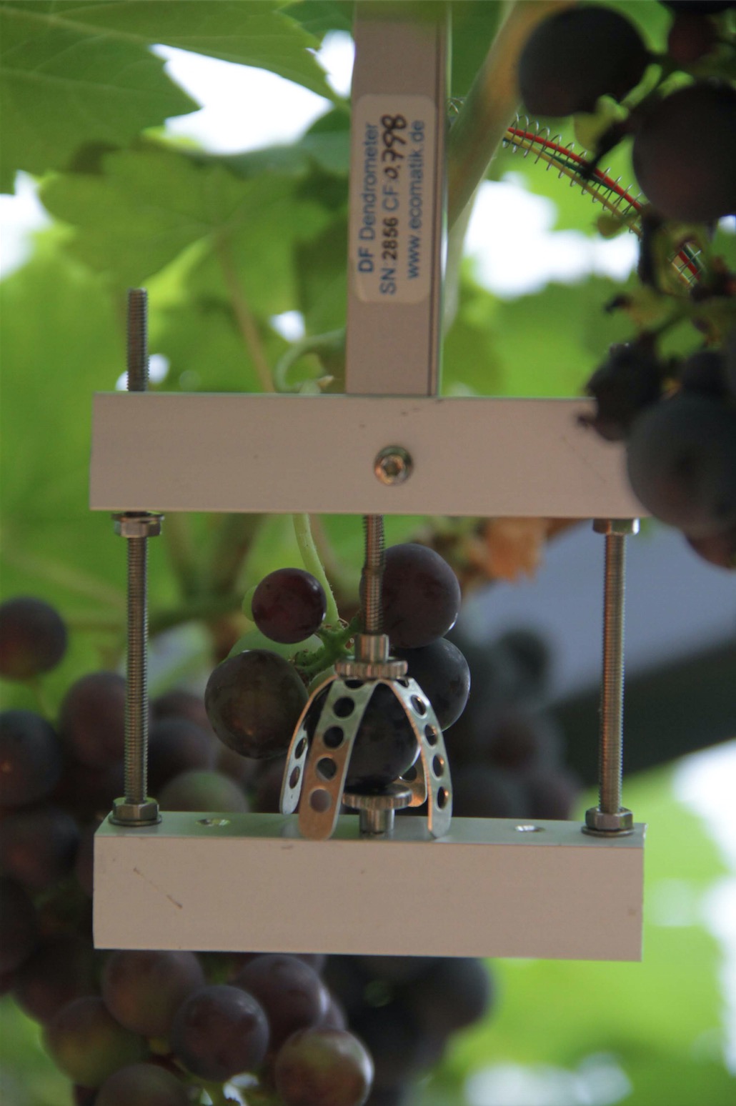 Fruit and Vegetable Dendrometer (DF)