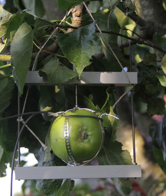 Fruit and Vegetable Dendrometer (DF)