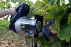 QUALITY OF GRAPES