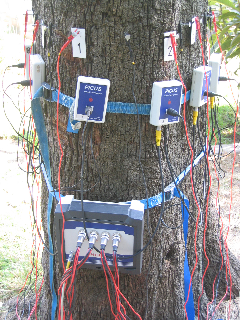 Elektrische Widerstandstomographie  für Bume