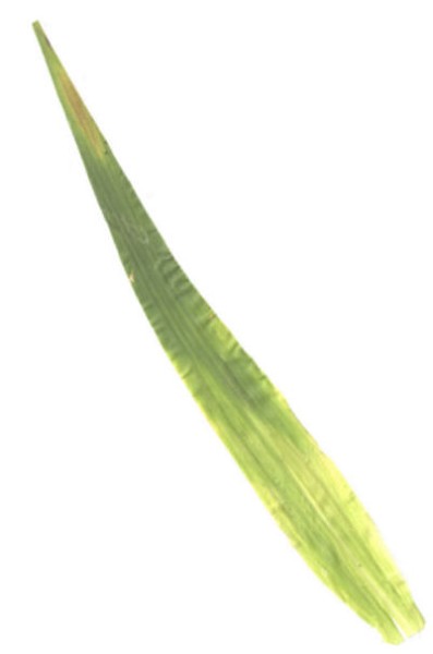 WinDIAS Leaf Area Meter System